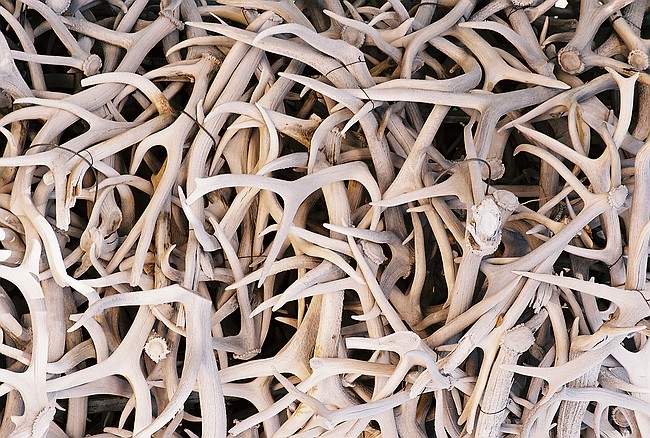 antlers in Jackson arch