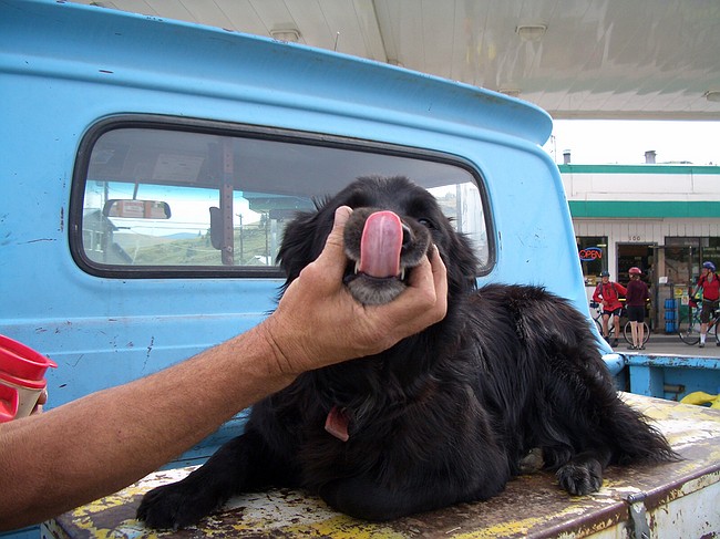 the Dog