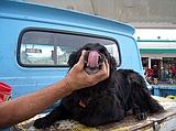 the Dog