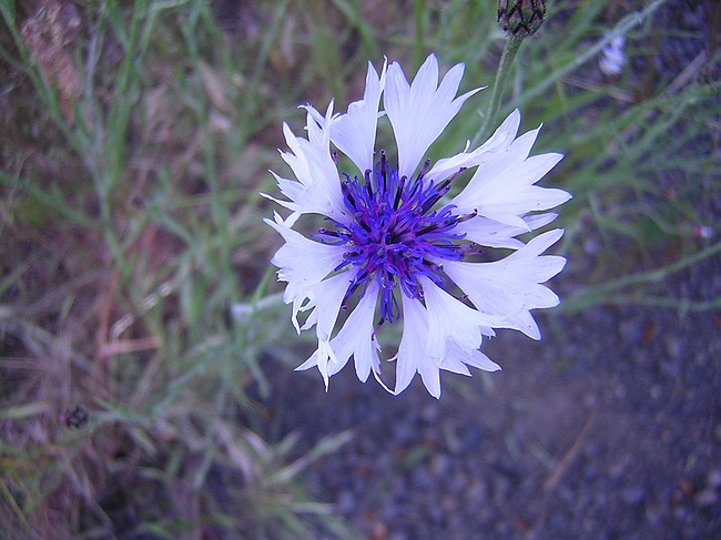 chickory, albino