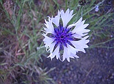 chickory, albino
