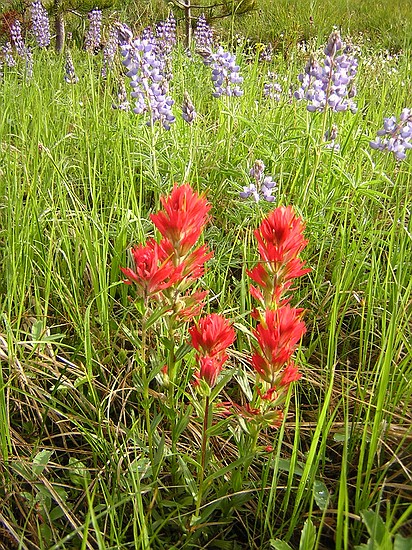 Indian Paintbrush & Lupine