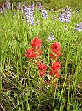 Indian Paintbrush & Lupine