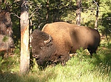 bison, sharpening horns