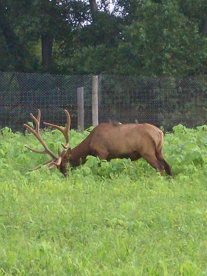 penned roadside elk?