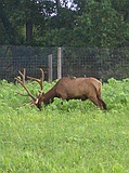 penned roadside elk?