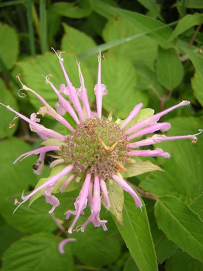 pathside flower