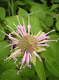 pathside flower