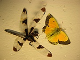 found roadkill: dragonfly & orange sulfur