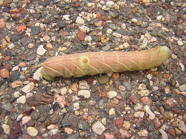 why did the caterpillar cross the road?