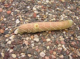 why did the caterpillar cross the road?
