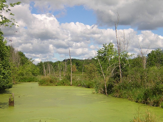 wetlands by the Baraboo River