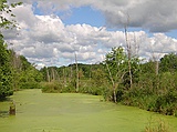 wetlands by the Baraboo River