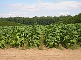 tobacco fields