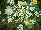 Queen Anne's Lace