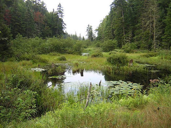 Adirondack pond